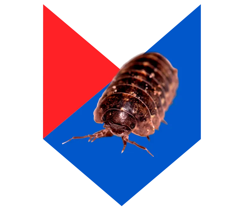 Мокрица