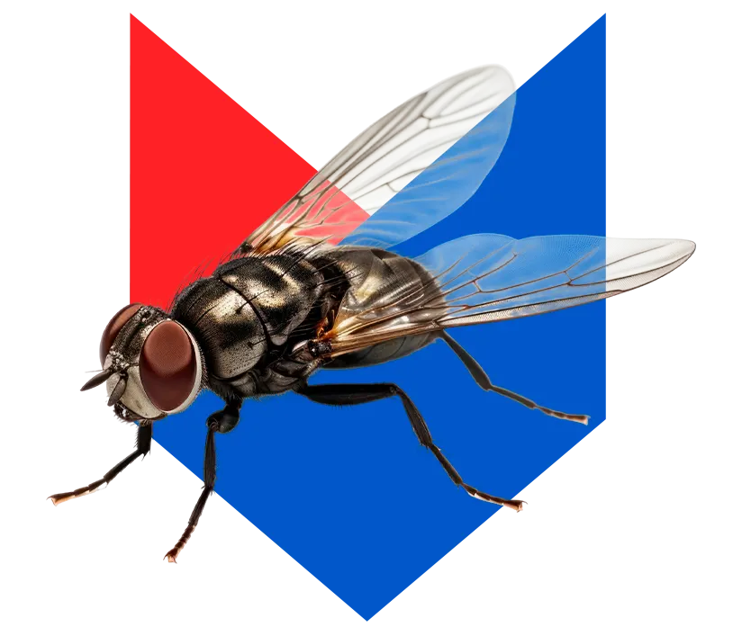 Муха